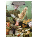 Sea Anemones, Vintage Marine Life Ocean Animals Clipboard