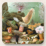 Sea Anemones, Vintage Marine Life Ocean Animals Coaster