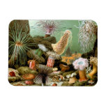 Sea Anemones, Vintage Marine Life Ocean Animals Magnet