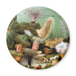 Sea Anemones, Vintage Marine Life Ocean Animals Magnet