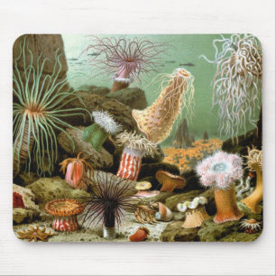 Sea Anemones, Vintage Marine Life Ocean Animals Mouse Pad