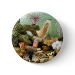 Sea Anemones, Vintage Marine Life Ocean Animals Pinback Button