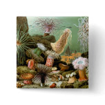 Sea Anemones, Vintage Marine Life Ocean Animals Pinback Button