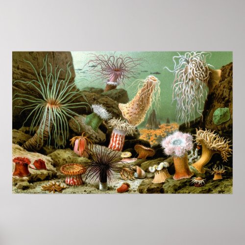 Sea Anemones Vintage Marine Life Ocean Animals Poster