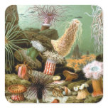 Sea Anemones, Vintage Marine Life Ocean Animals Square Sticker