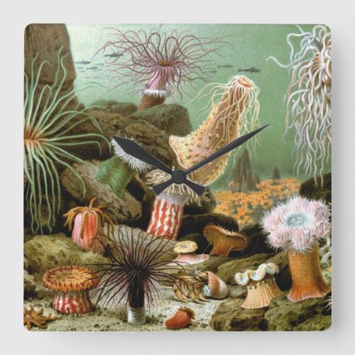 Sea Anemones Vintage Marine Life Ocean Animals Square Wall Clock