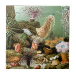 Sea Anemones, Vintage Marine Life Ocean Animals Tile