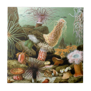 Sea Anemones, Vintage Marine Life Ocean Animals Tile