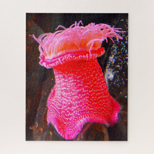 Sea Anemonies Jigsaw Puzzle