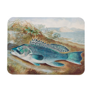 Sea Bass by S.A. Kilbourne, Vintage Fish Magnet