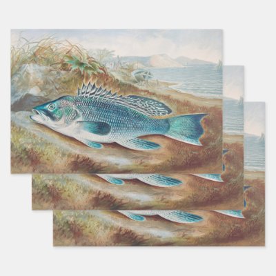 Sea Bass by S.A. Kilbourne, Vintage Fish Wrapping Paper Sheets