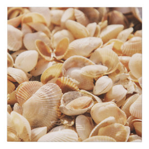 Sea Beach Shell: Summer Textured Background Faux Canvas Print