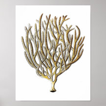 Sea Coral No.1 Antique Natural History Print