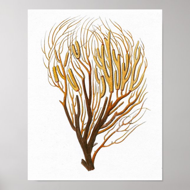Sea Coral No.7 Antique Natural History Print (Front)