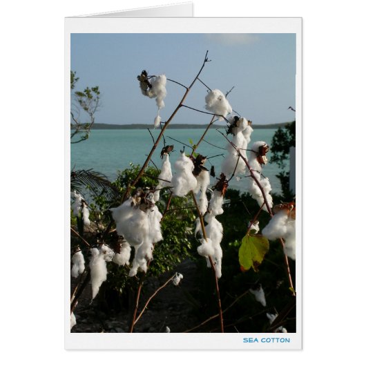 Sea Cotton Cards (Front)