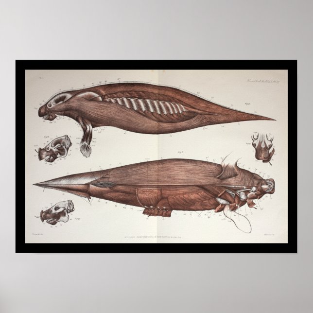 Sea Cow Manatee Marine Biology Anatomy Print (Front)