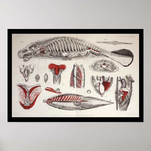 Sea Cow Manatee Marine Biology Anatomy Print