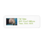 Sea Cow Swimming Label