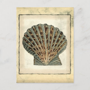 Sea Creatures by the Shore Postcard