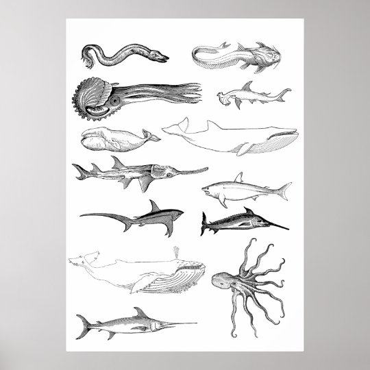 Sea creatures wall art