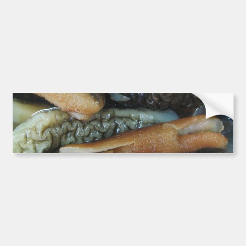 Sea Cucumber  Yaowarat Market Food Bumper Sticker