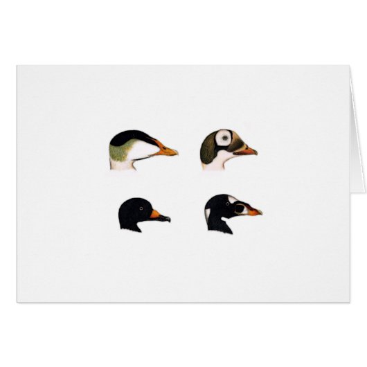 Sea Ducks Logo Cards (Front Horizontal)