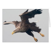 Sea Eagle (Front Horizontal)