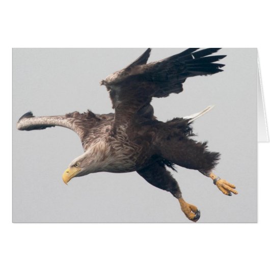 Sea Eagle (Front Horizontal)