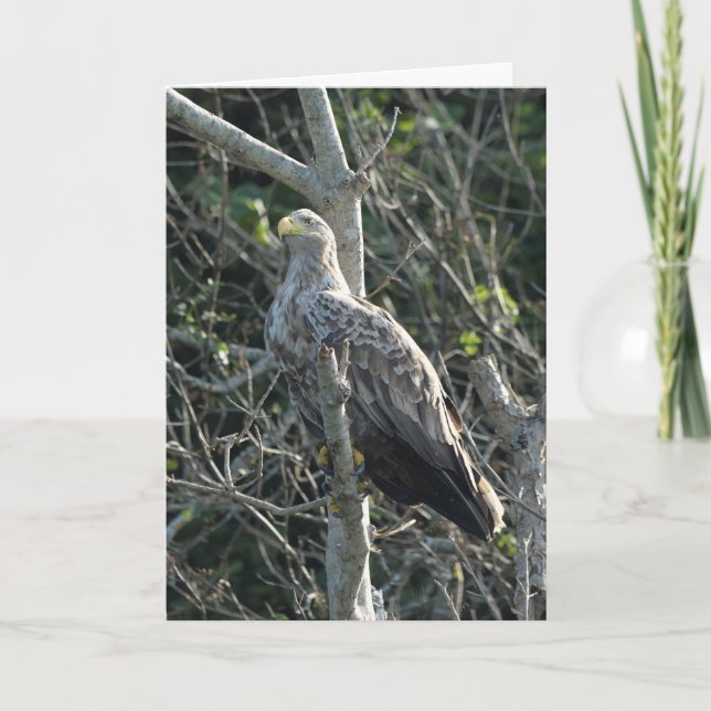 Sea Eagle in Scotland Card (Front)