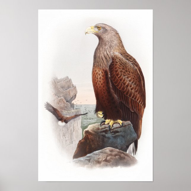 Sea Eagle John Gould Birds of Great Britain Nature Poster (Front)