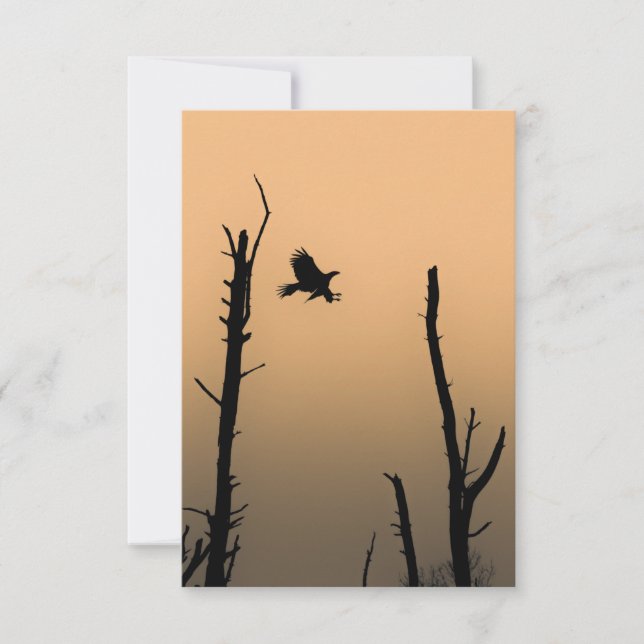 Sea-Eagle Wildlife Photo Card (Front)