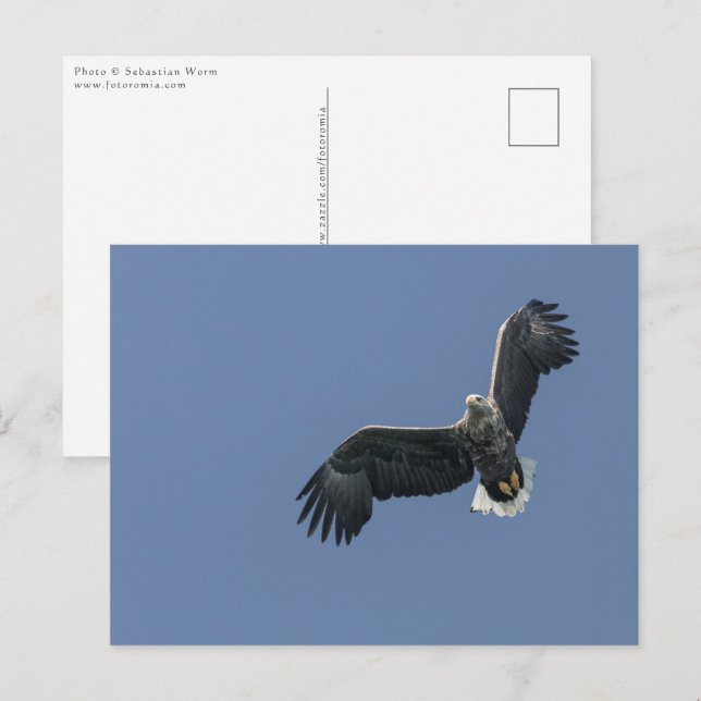 Sea Eagle Wildlife Photo Postcard (Front/Back)