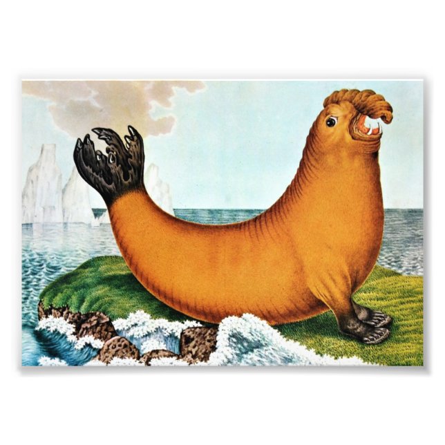Sea Elephant Illustration (Zotl) Photo Print (Front)