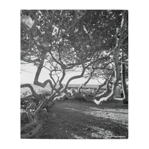 Sea Grapes Black and White Nature Print