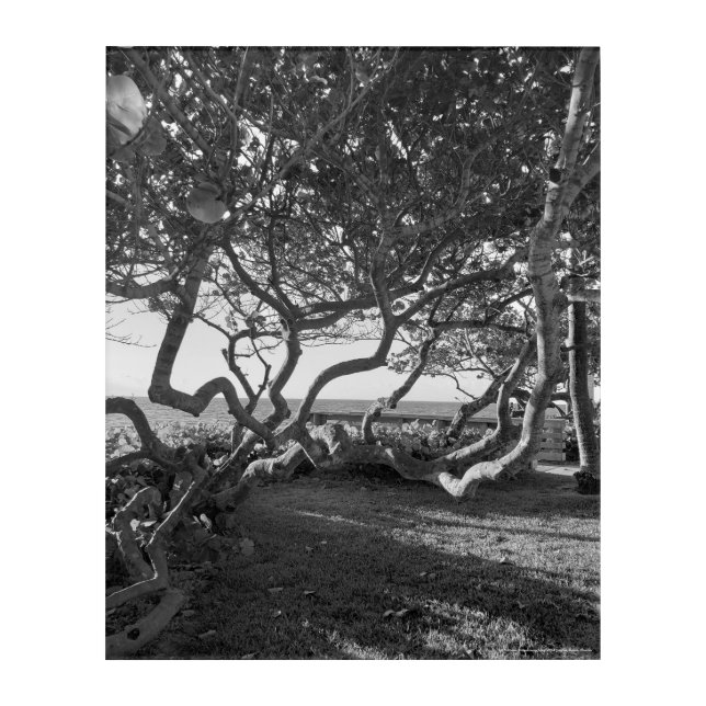 Sea Grapes Black and White Nature Print Acrylic Print (Front)