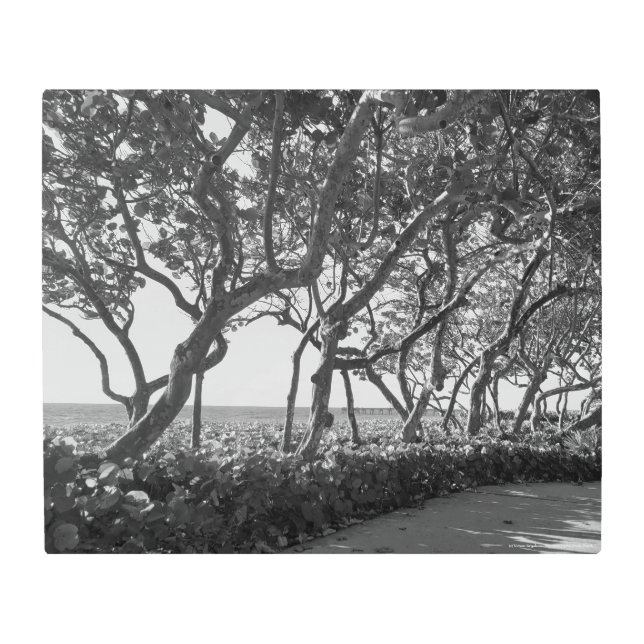 Sea Grapes Wall Art Jupiter Beach (Front)