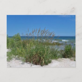 Sea Grass Along The Seashore Postcard by kathleenlil at Zazzle