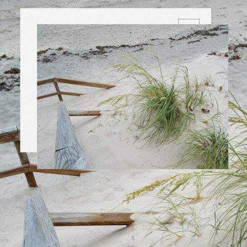 Sea Grass and  White Sand Dune Beach Photographic Postcard