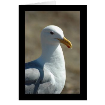 Sea Gull by OrcaWatcher at Zazzle