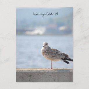 Sea Gull2, Birdwatching in Duluth, MN Postcard