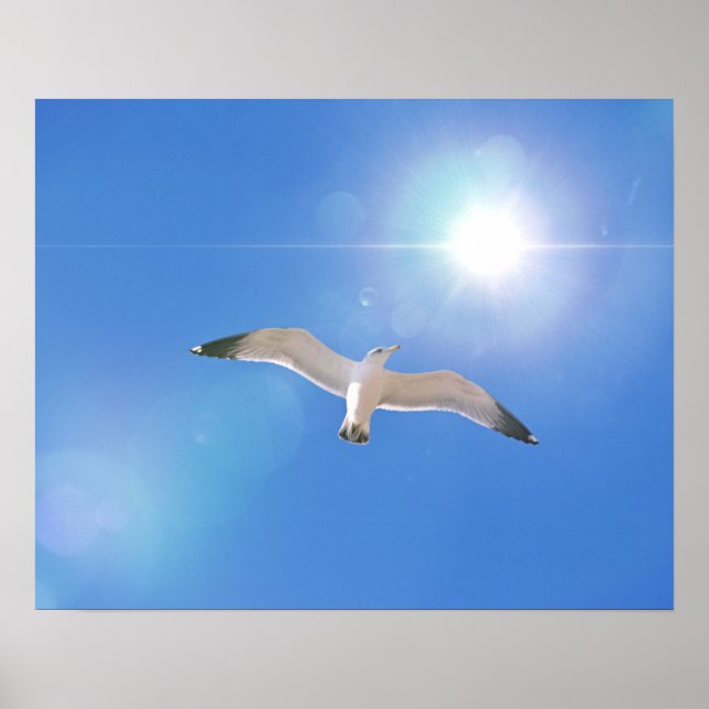 Sea Gull Bird Flying Sun Photographic Art Print (Front)