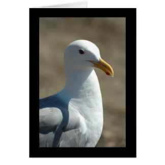 Sea Gull Cards
