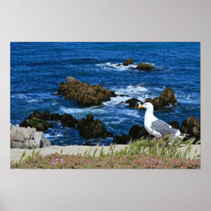 Sea Gull in front of Pacific Coastline, photo Poster