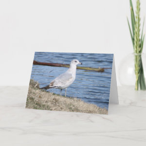 Sea Gull meditation at the water's edge card