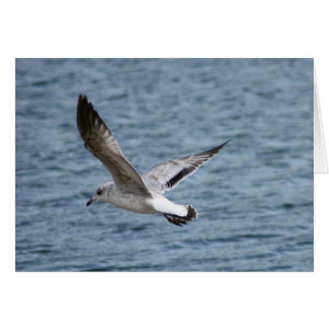 Sea gull skimming water surface for shore landing card