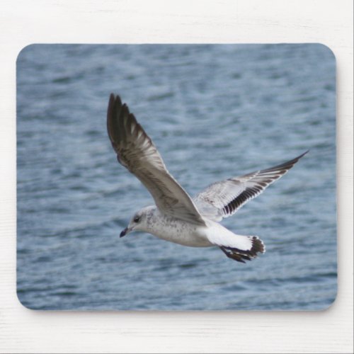 Sea gull skimming water surface for shore landing mouse pad
