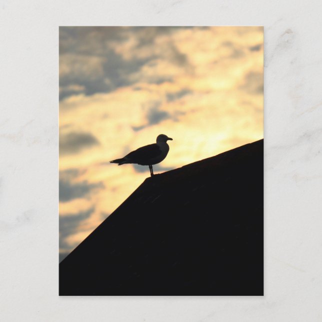 Sea Gull Sunset Postcard (Front)
