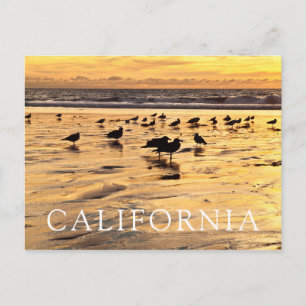 Sea Gulls On Beach At Sunset Postcard
