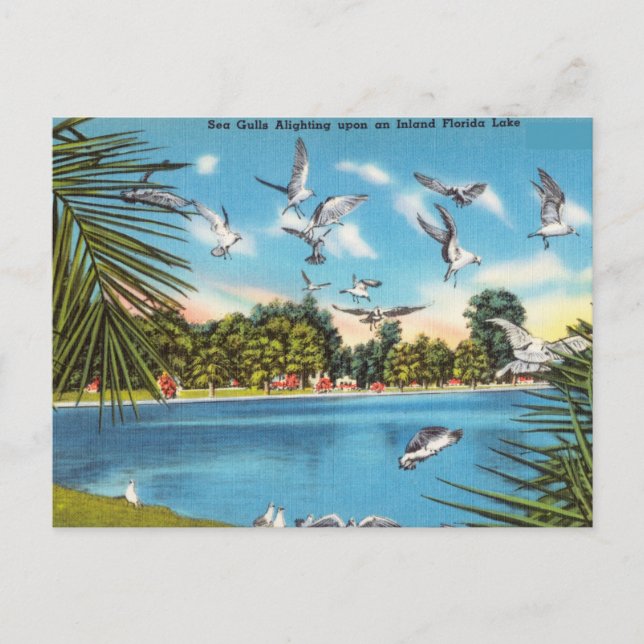 Sea Gulls on Inland Florida Lake Postcard (Front)