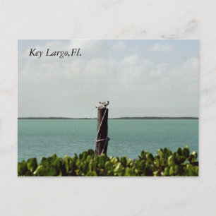 Sea Gulls Postcard